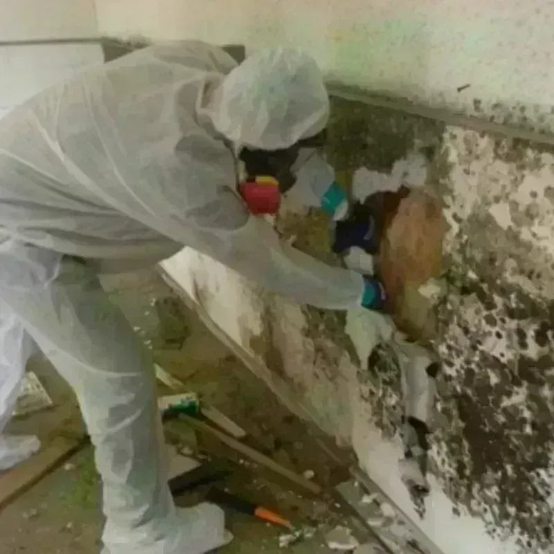 Mold Remediation and Removal in Exeter, PA